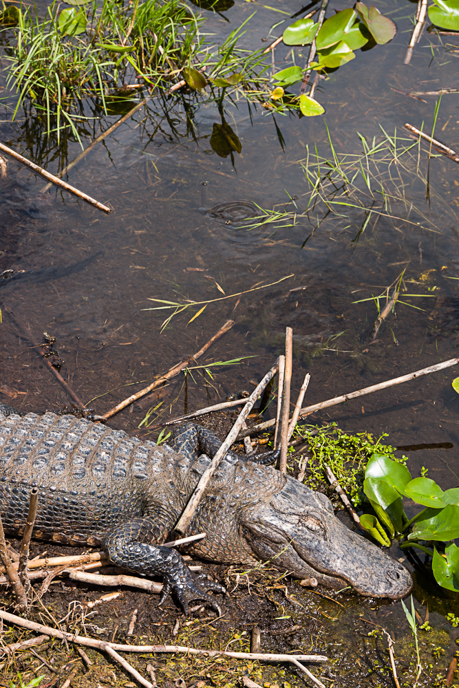 florida